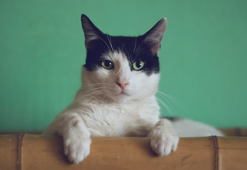 Areia Sanitária para Gatos (4kg)